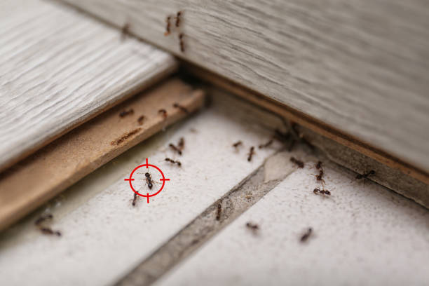Reliable Laurel Springs, NJ Pest Control Solutions