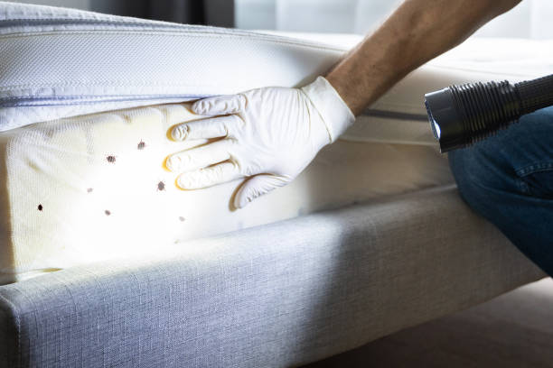 Wasp Removal Services in Laurel Springs, NJ