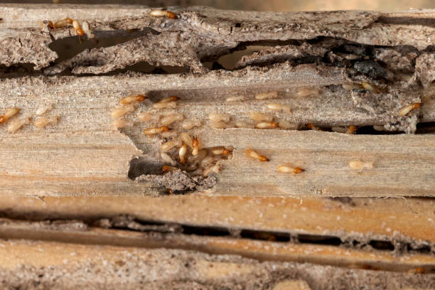 Best Emergency Pest Control  in Laurel Springs, NJ