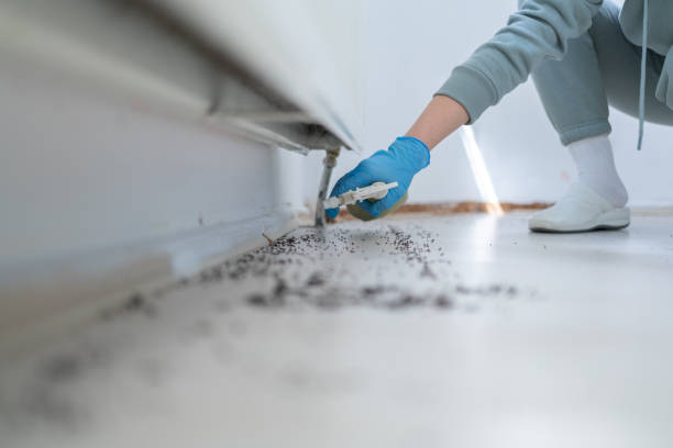 Best Termite Control Services  in Laurel Springs, NJ